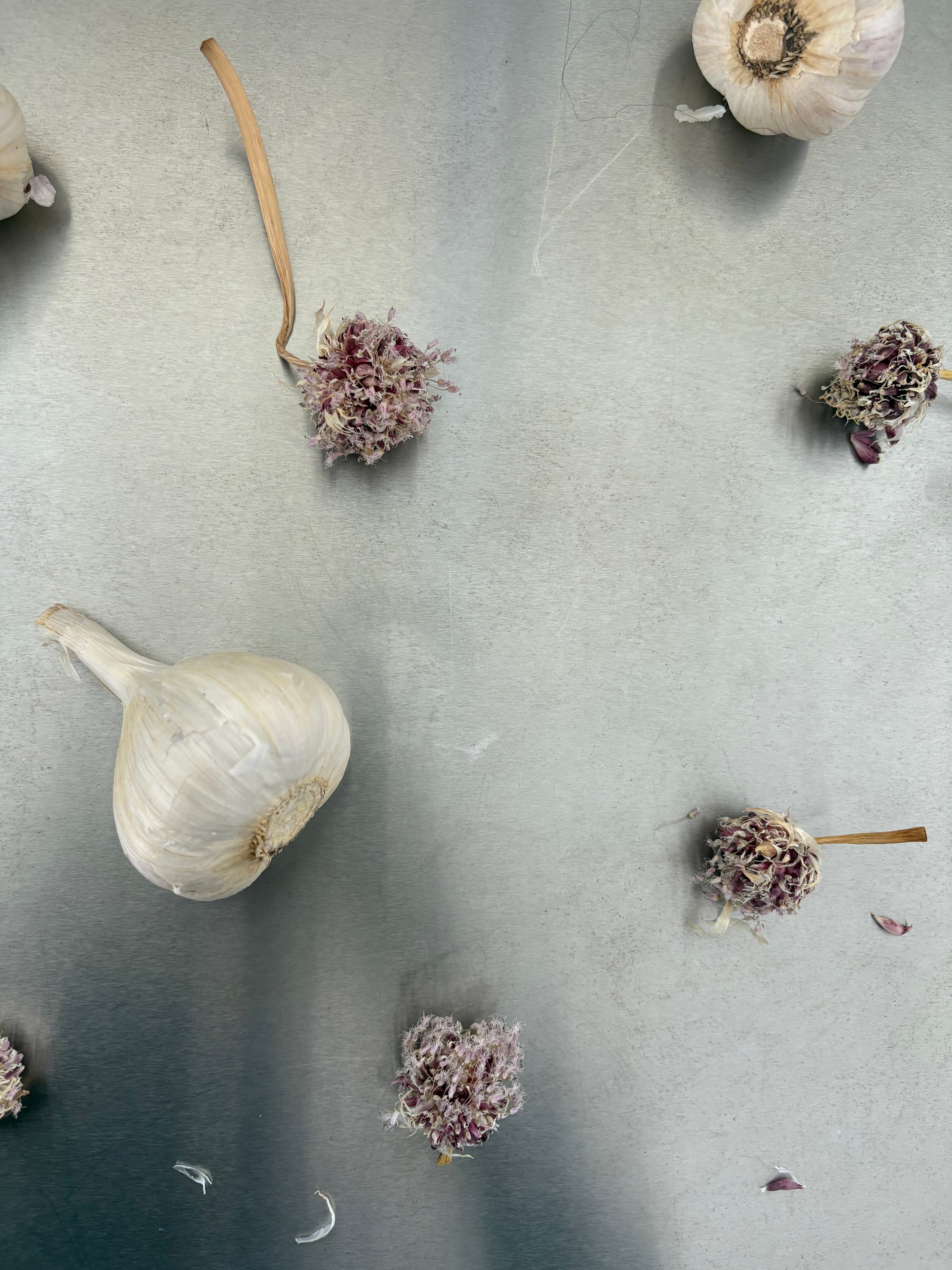 The Alchemy of Hardneck: Why Ontario's Cold Winters Forge Superior Garlic