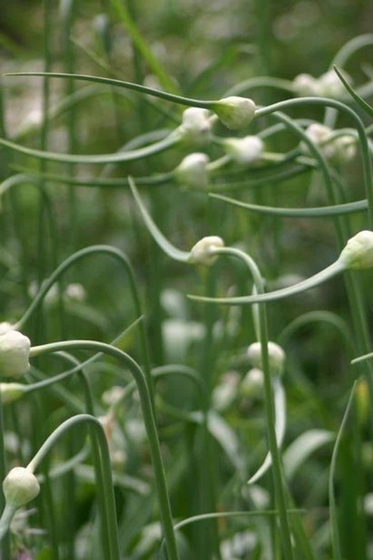 Garlic scapes curling in the fields of CLOVé farm, Prince Edward County