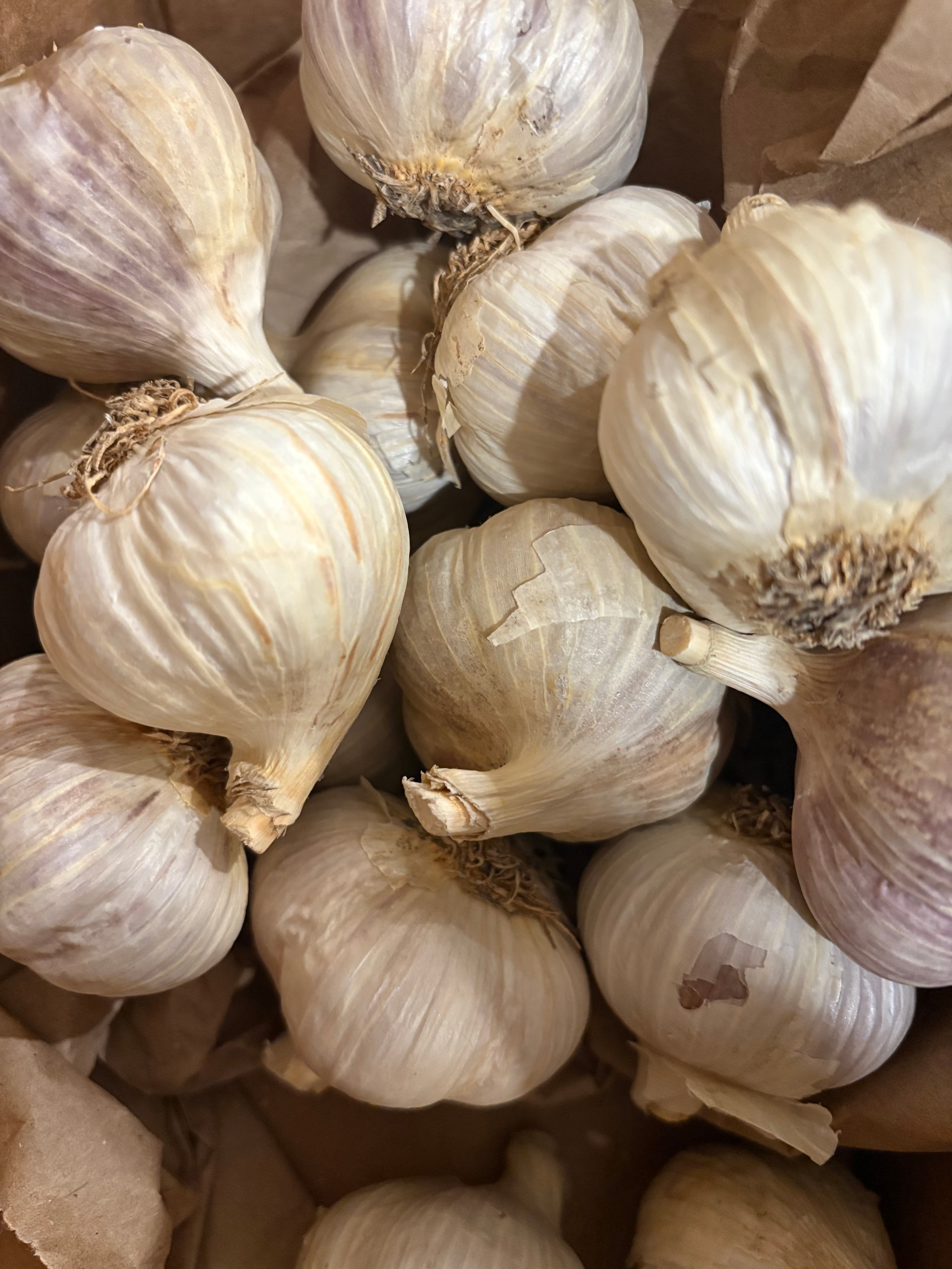 Fresh Music variety garlic bulbs from CLOVé farm