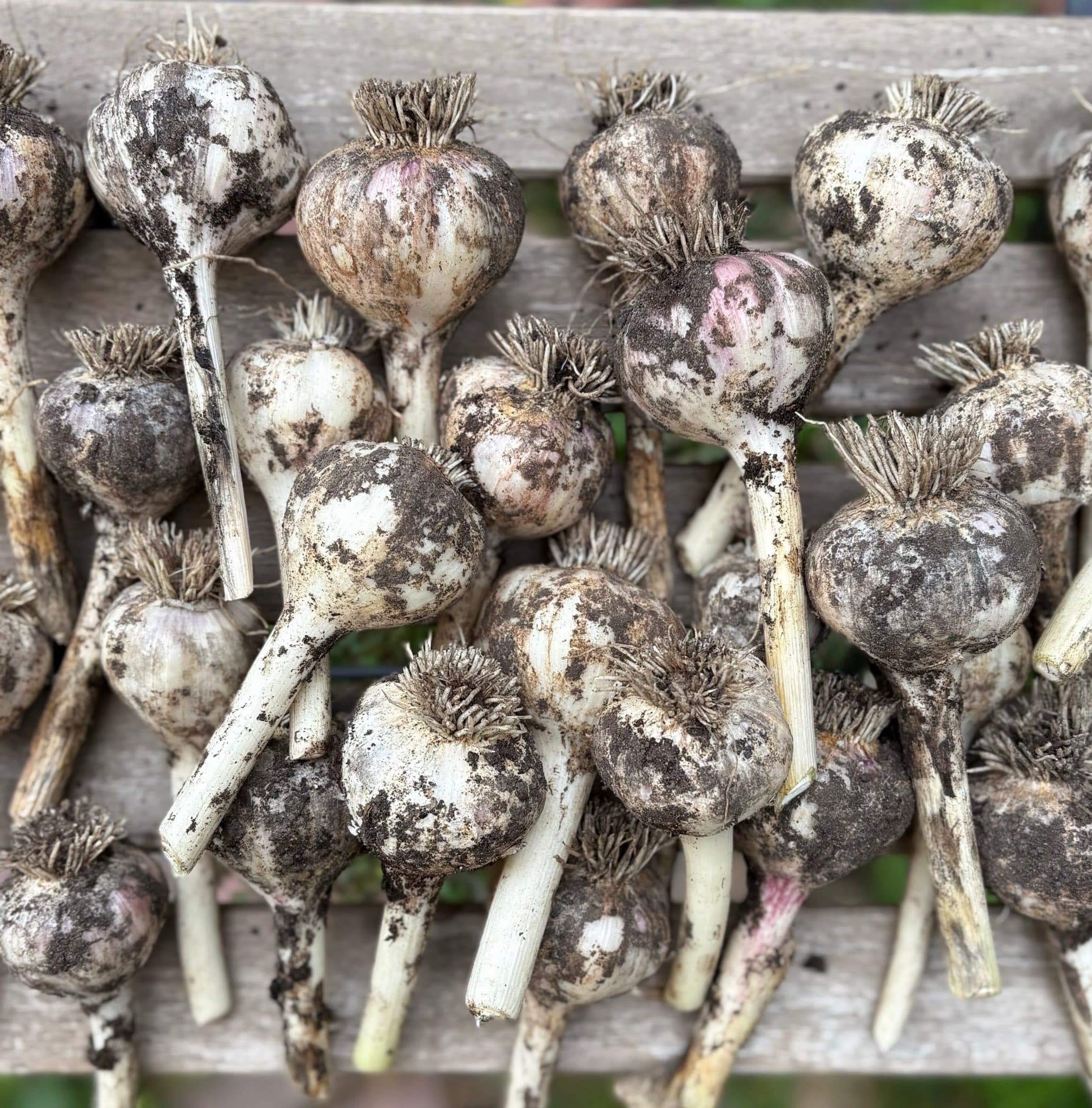 Fresh-pulled Music variety garlic harvest at CLOVé farm, Prince Edward County